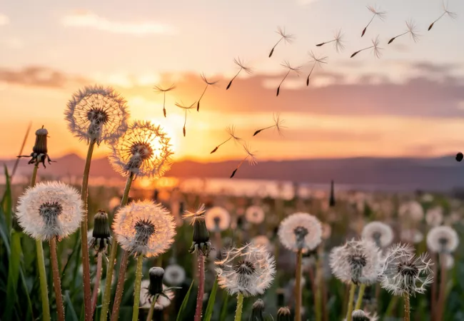 Pusteblumen auf einer Wiese
