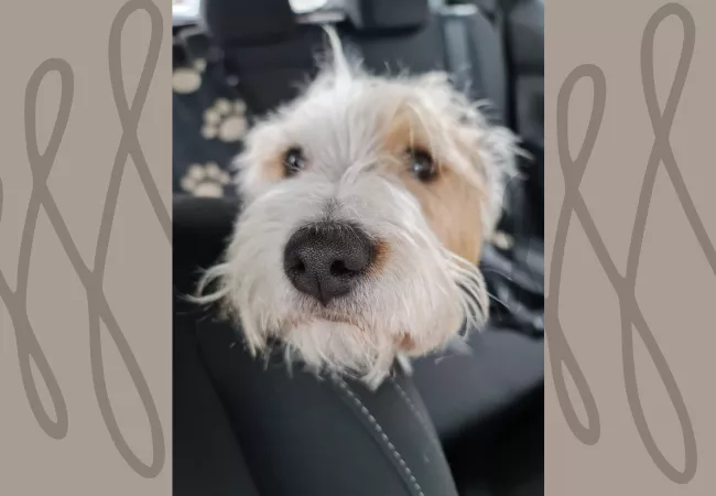 Hund Yoyo, dich anschauend